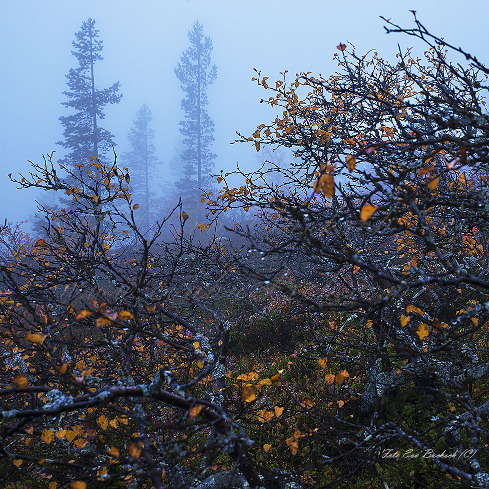 Foto av Eva Bucksch